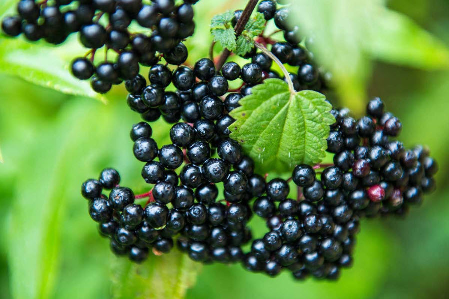 sambucol berries l
